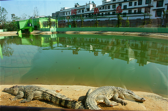 柏樂園研學(xué)基地—鱷魚島 柏樂園研學(xué)基地—鱷魚島