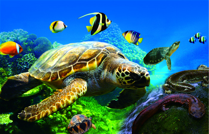 柏樂園研學(xué)基地—中國龜谷 柏樂園研學(xué)基地—中國龜谷